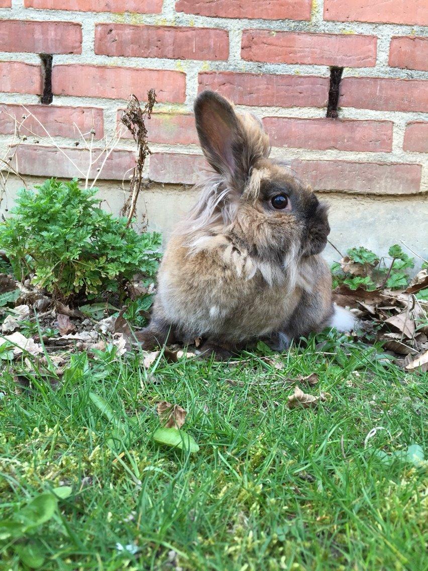 Kanin Doug's Bianca Beach Babe billede 31