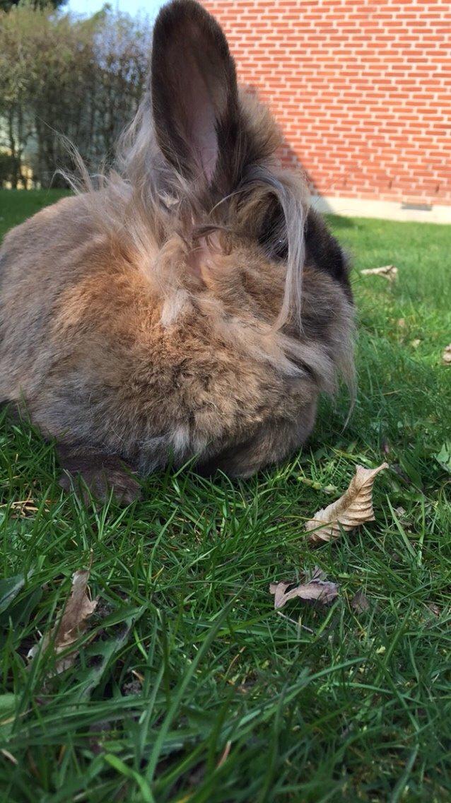 Kanin Doug's Bianca Beach Babe billede 33