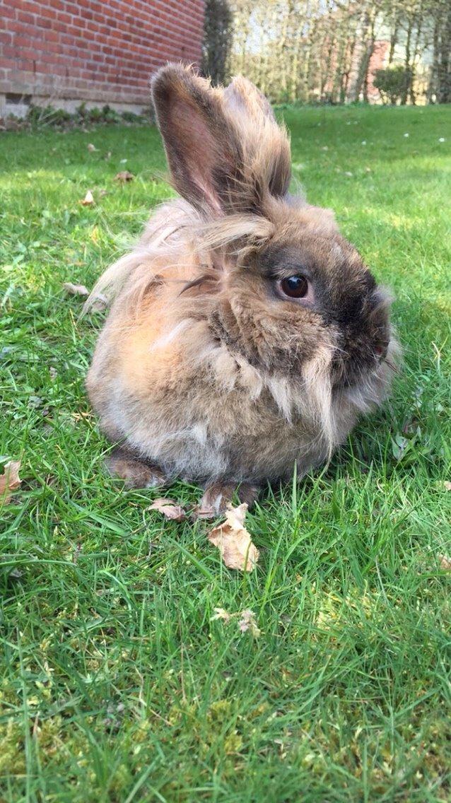 Kanin Doug's Bianca Beach Babe billede 34