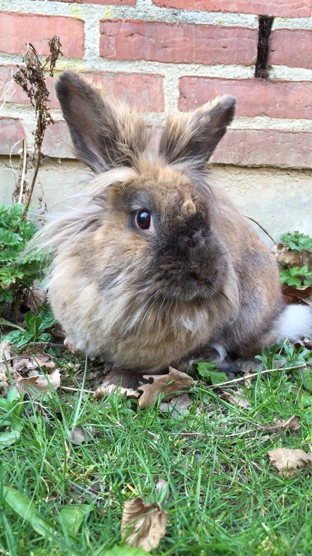 Kanin Doug's Bianca Beach Babe billede 35