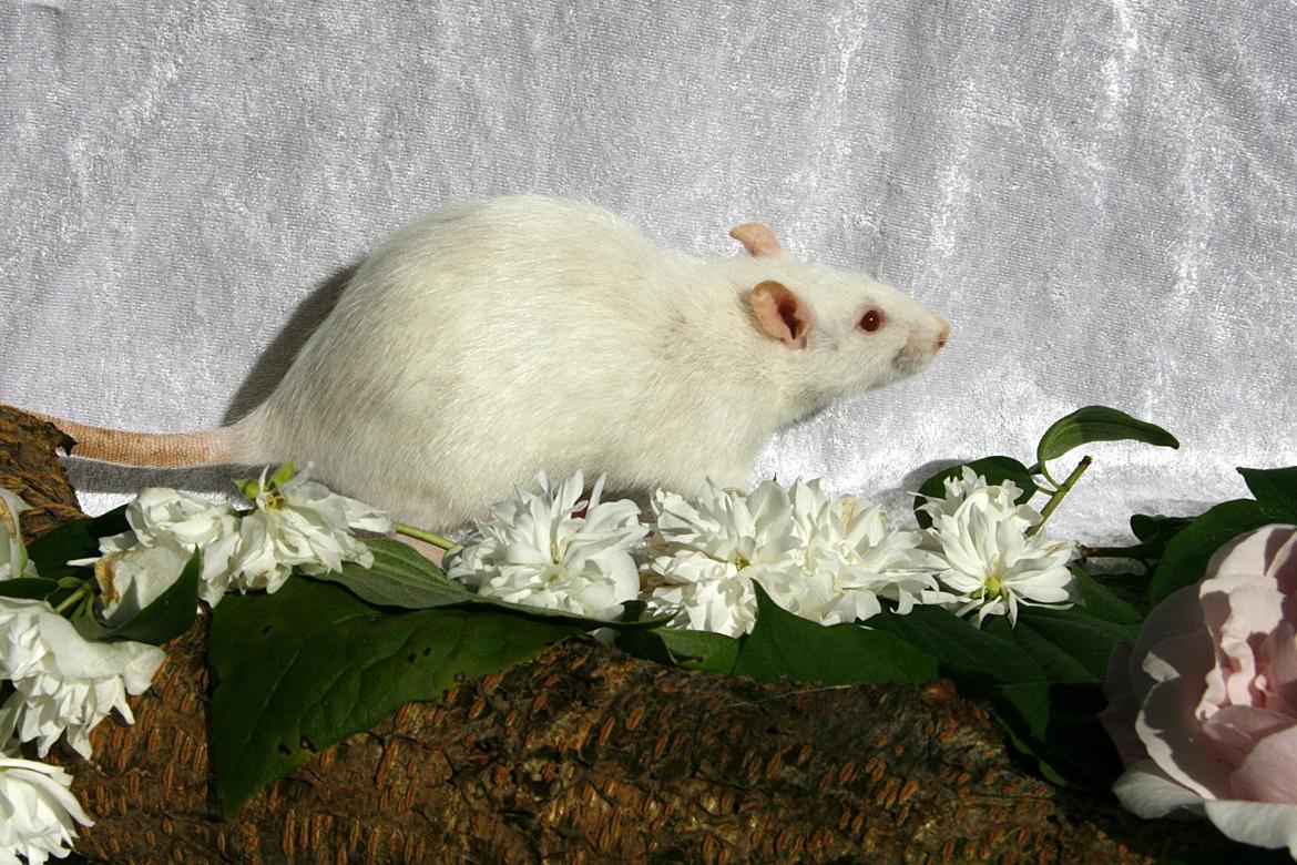 Tamrotte The White Bullet billede 5