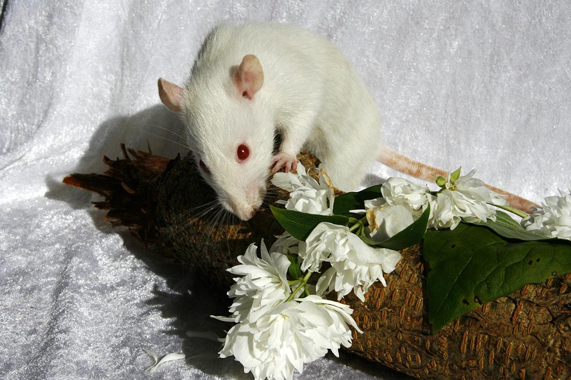 Tamrotte The White Bullet billede 6