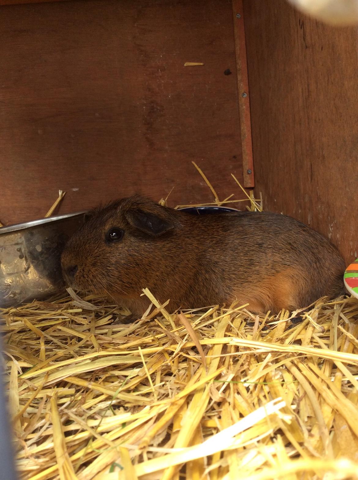 Marsvin Snus billede 8