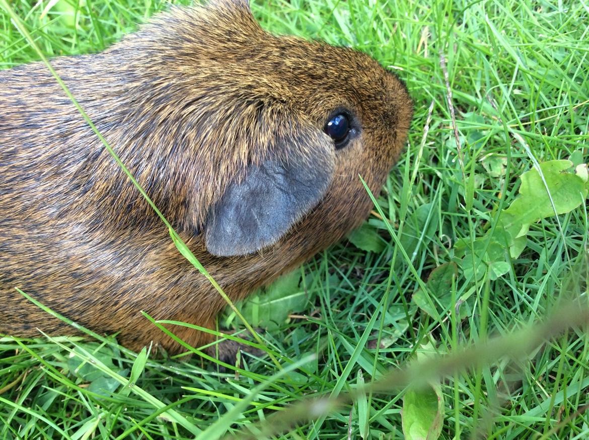 Marsvin Snus billede 3