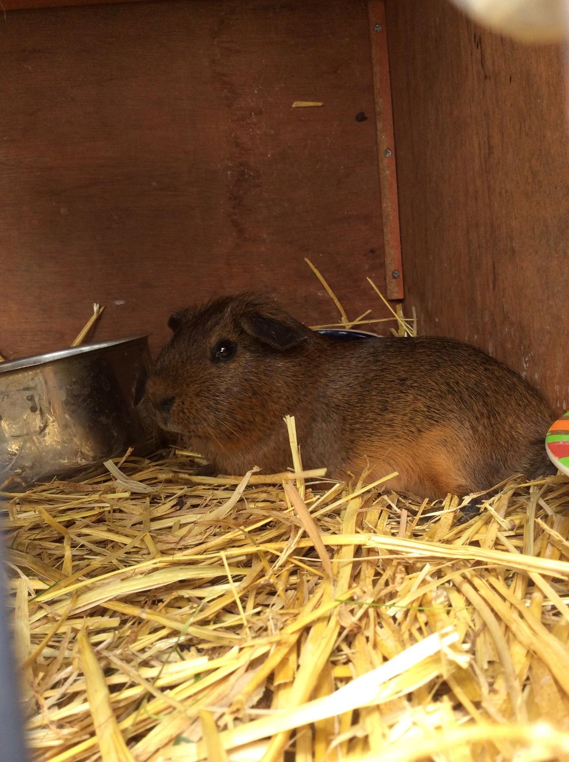 Marsvin Snus billede 7