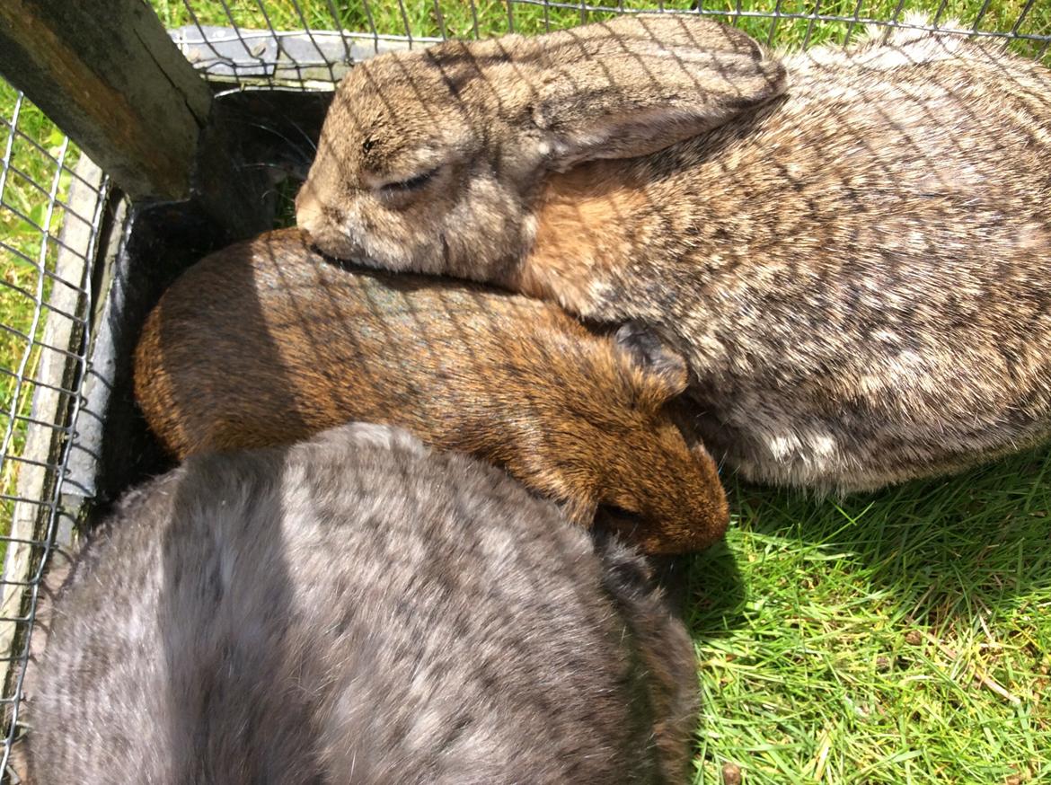 Marsvin Snus billede 5