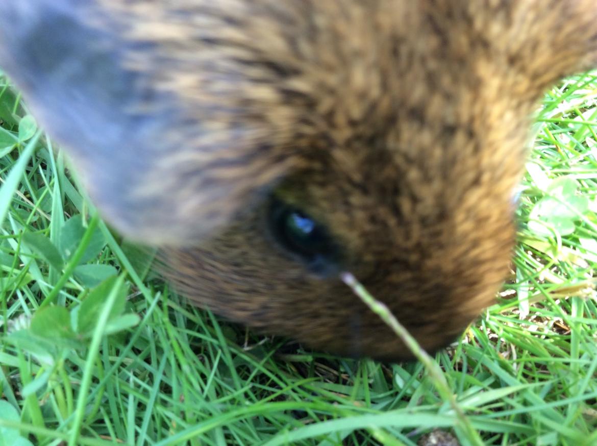 Marsvin Snus billede 4