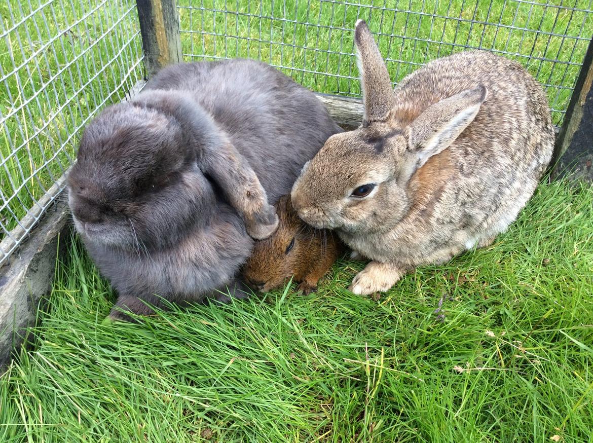 Marsvin Snus billede 6