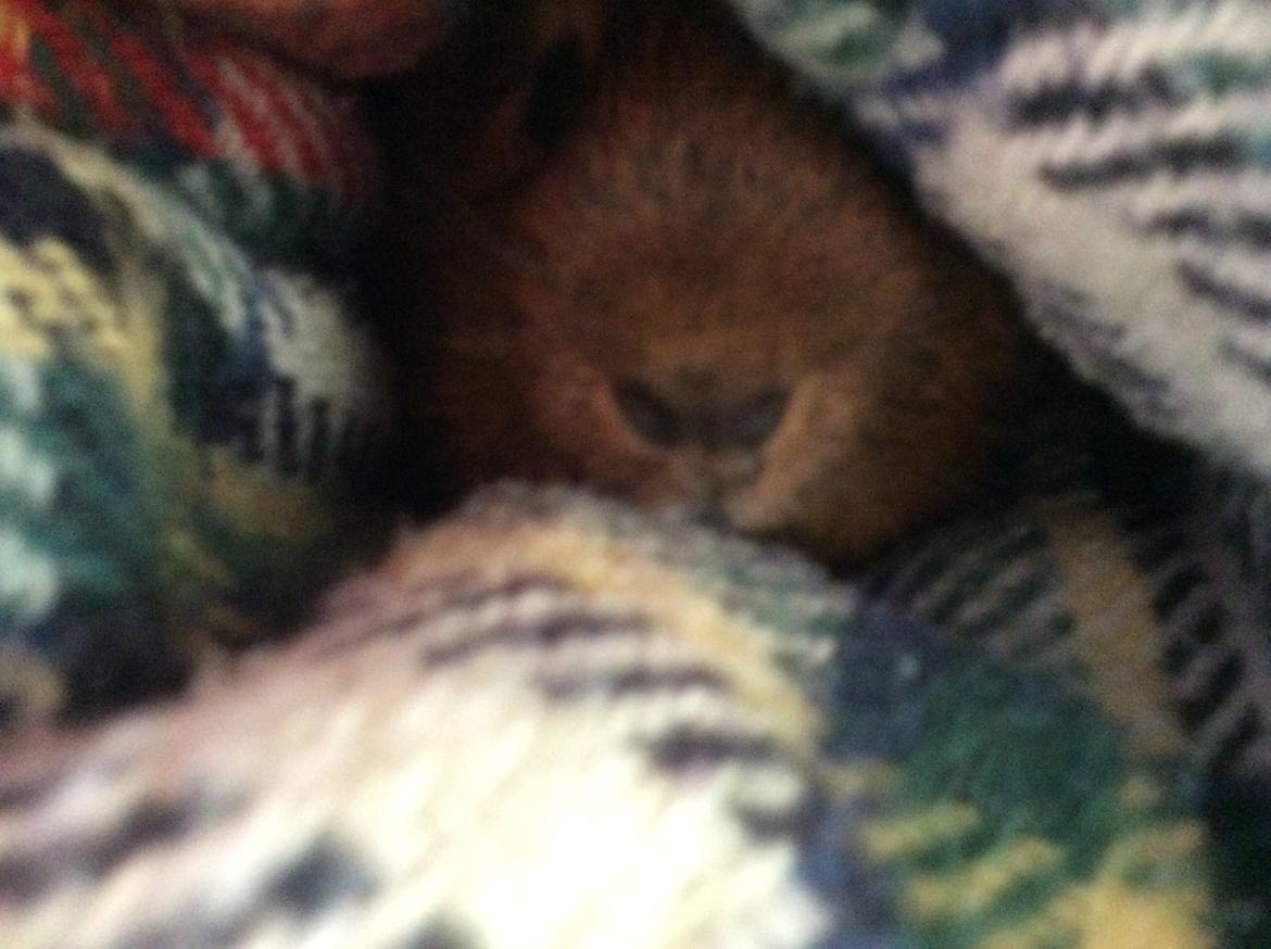 Marsvin Snus billede 9