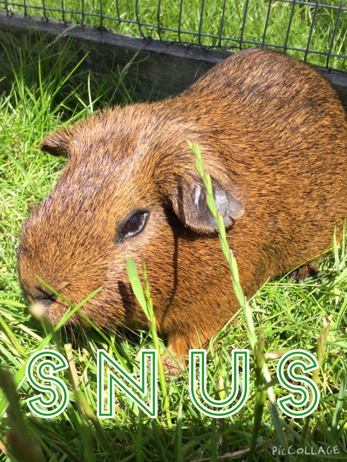 Marsvin Snus billede 1