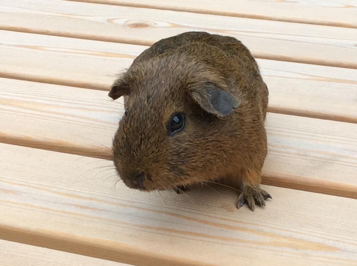 Marsvin Snus billede 11