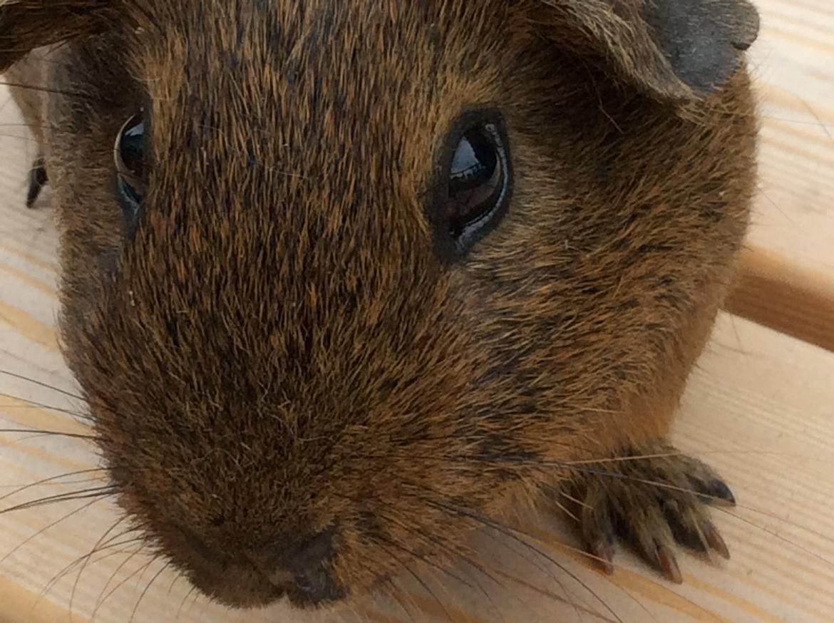 Marsvin Snus billede 12