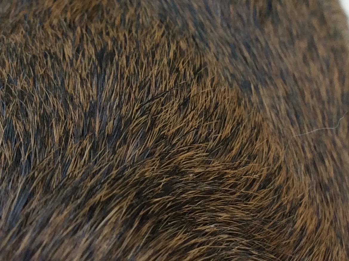 Marsvin Snus billede 13