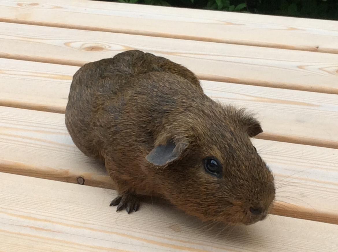 Marsvin Snus billede 10