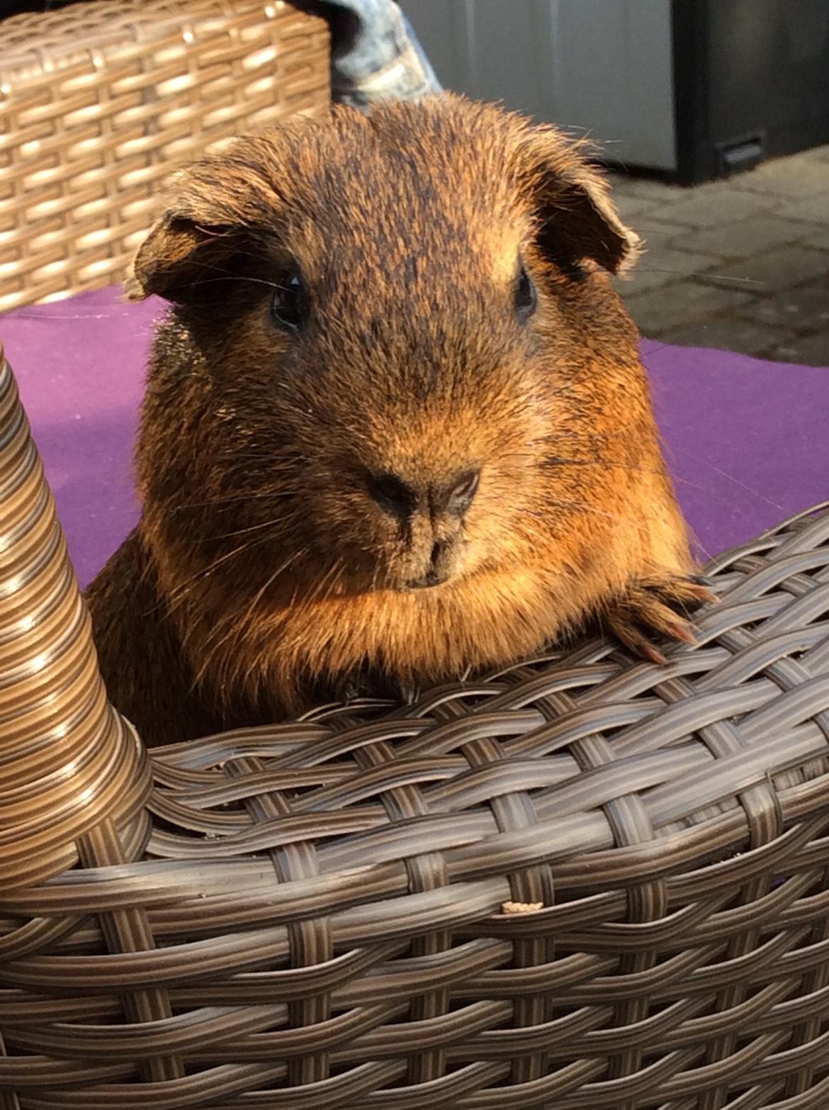 Marsvin Snus billede 2