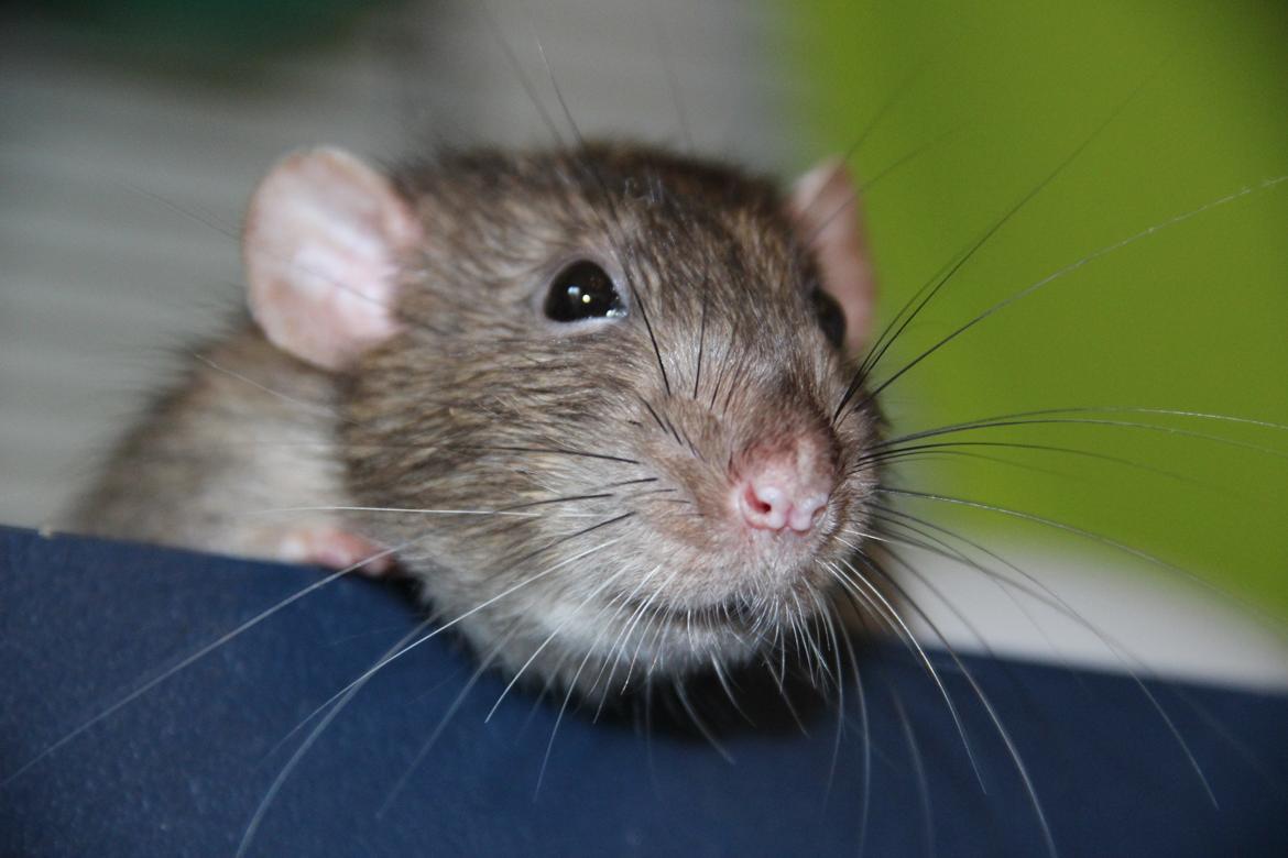 Tamrotte Boris billede 12