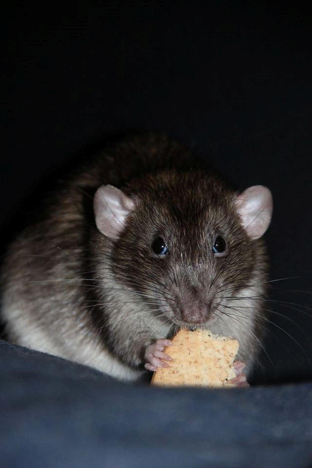 Tamrotte Boris billede 7