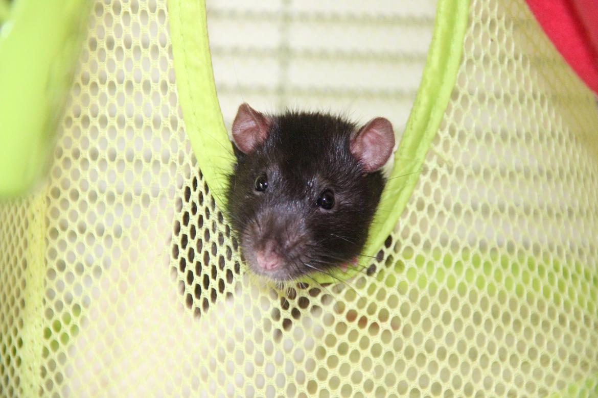 Tamrotte Eddie billede 1