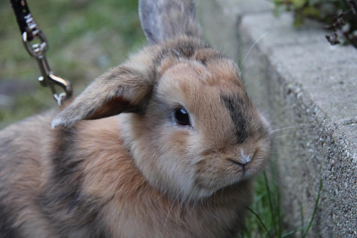 Kanin Cookie billede 1