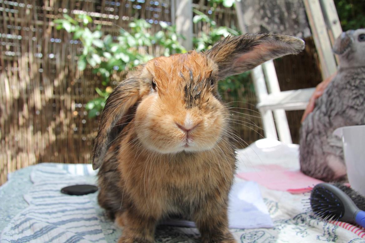 Kanin Cookie billede 3