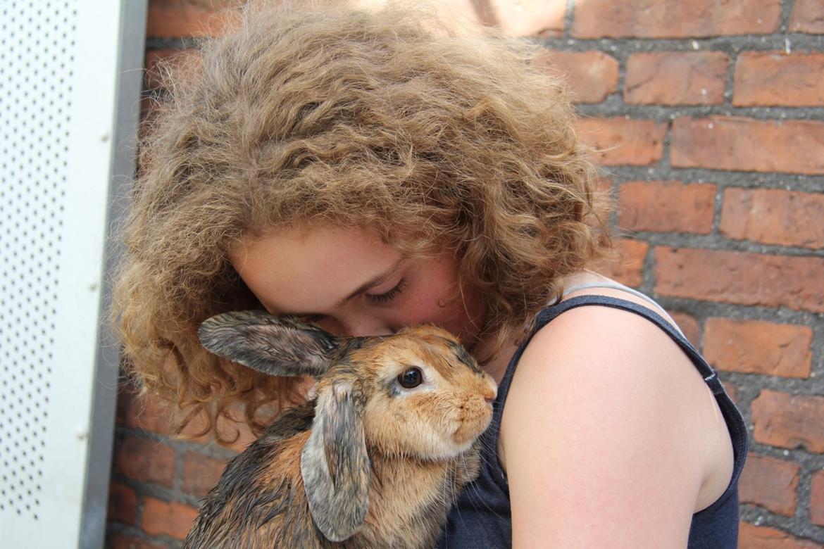 Kanin Cookie billede 4