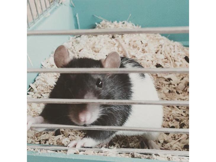 {{currentPhoto.altText}} billede {{currentPhoto.number}}