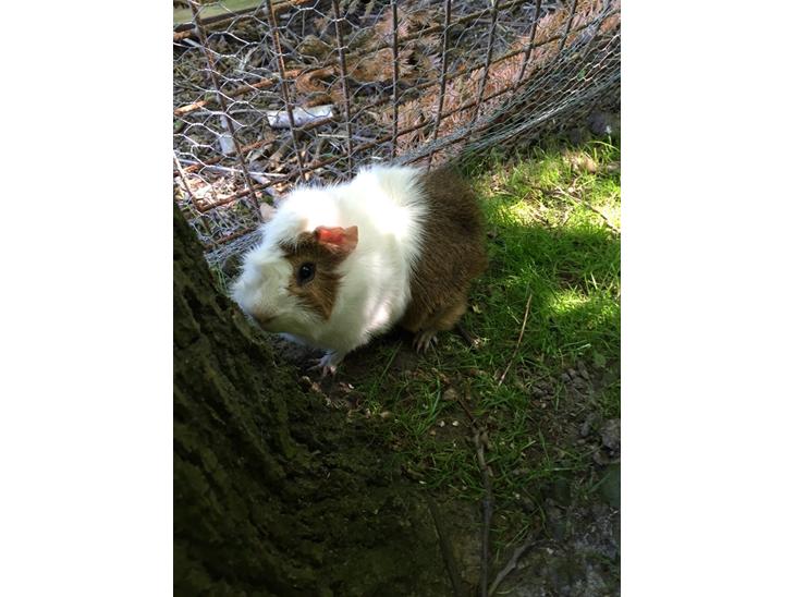 {{currentPhoto.altText}} billede {{currentPhoto.number}}