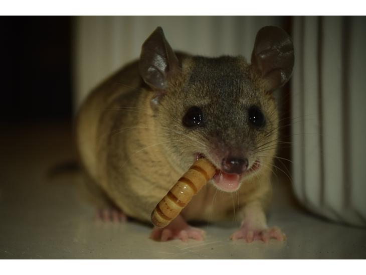 {{currentPhoto.altText}} billede {{currentPhoto.number}}