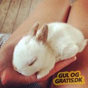 Kanin Winther´s Flex