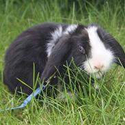 Kanin Balcony-bunnies' Silke