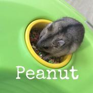 Dværghamster Peanut