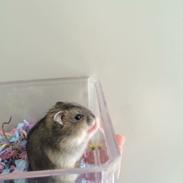Dværghamster Peanut