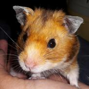 Hamster Sigfus