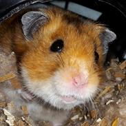 Hamster Sigfus