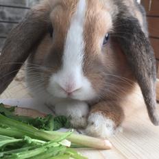 Kanin Nuka Navajo (himmelkanin)