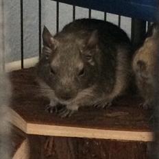 Degu Lotus (Himmelgnaver). <3