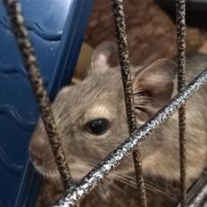 Degu Lotus (Himmelgnaver). <3