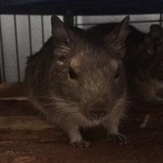 Degu Lotus (Himmelgnaver). <3