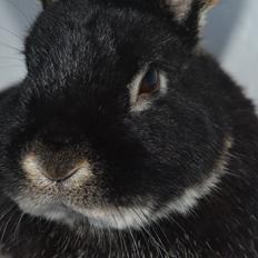 Kanin Viggo R.IP.
