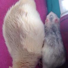 Tamrotte Ronja Rebecca Lund