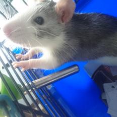 Tamrotte Sabrina 