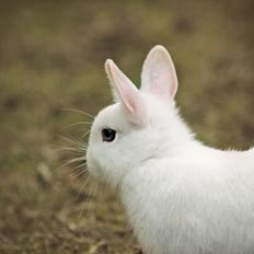 Kanin Ahrenkiels Unique