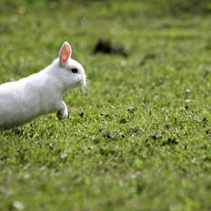 Kanin Ahrenkiels Unique