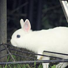 Kanin Ahrenkiels Unique