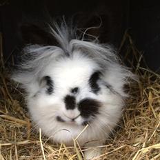 Kanin Snowie