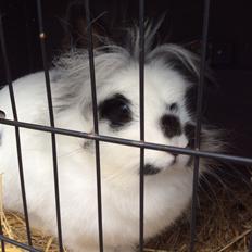 Kanin Snowie