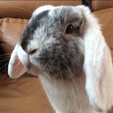 Kanin Chartie's Neuschwanstein Agent 007