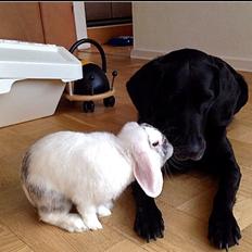 Kanin Chartie's Neuschwanstein Agent 007