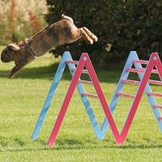 Kanin | Oceans GCh. Dance Into The Light af Bella