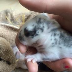 Kanin Smølfehusets Once in a Lifetime of 1D